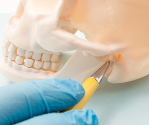 Portland T M J dentist examining jaw joint on skull